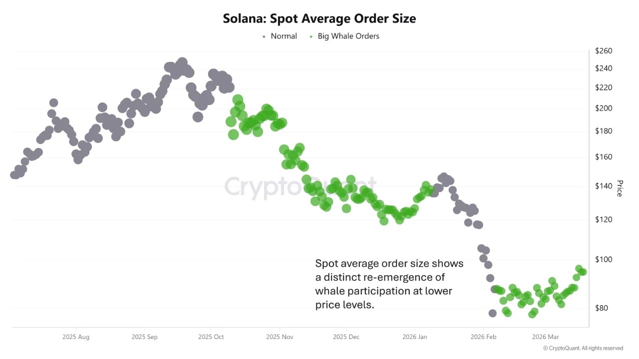 Solana Spot Average Order Size | Source: CryptoQuant